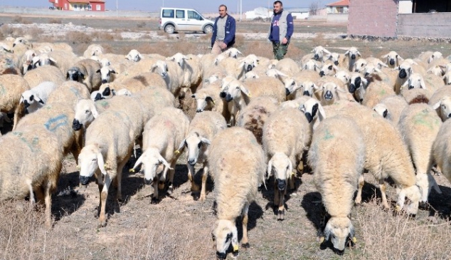 Aksaray'da Çobanlara Eğitim Kursu Açılıyor