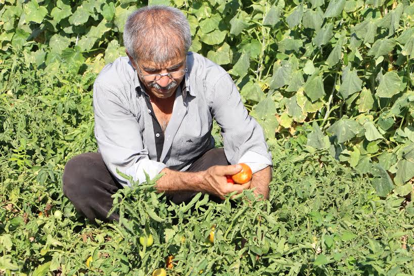 Karatay Hobi Bahçelerinde Hasat Bereketi