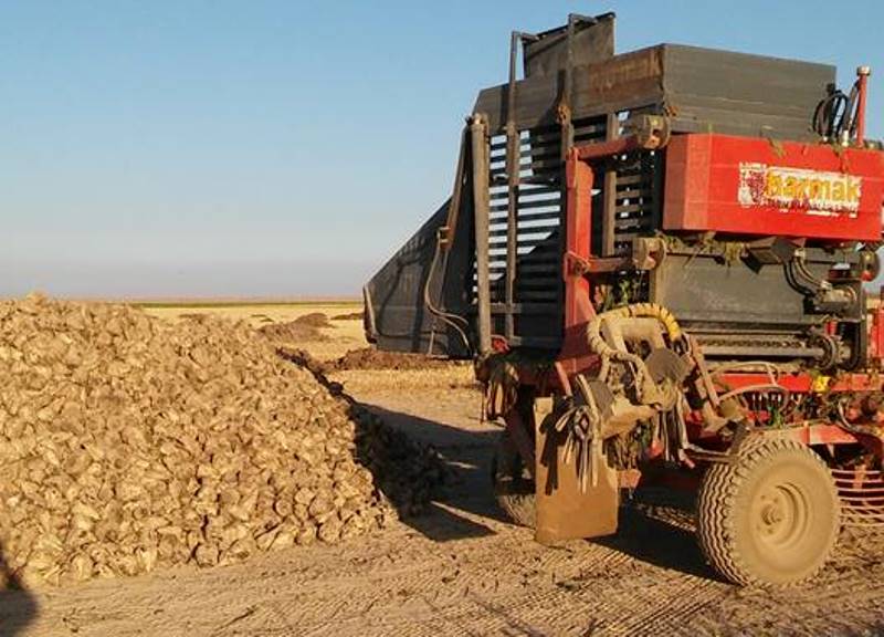 Pancar hasadı başladı