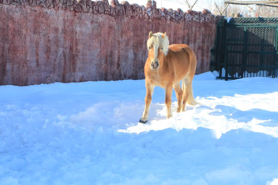 Karatay’da Hayvanlar Soğuktan Kış Stresine Isıtmalı Önlem
