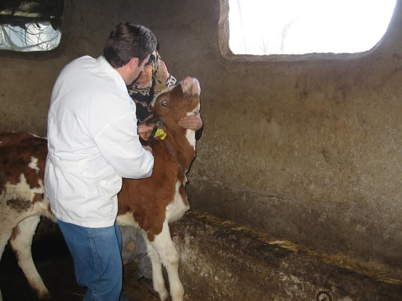Küpesiz Hayvanların Küpelenmesi İçin Yeni Bir Şans Verildi