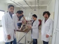 Çoban Köpeğine Kemoterapi Tedavisi