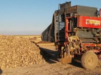 Pancar hasadı başladı