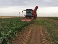 Pancar Üreticisinin Ölüm Fermanı Meclis Gündeminde