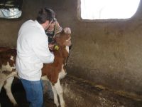 Küpesiz Hayvanların Küpelenmesi İçin Yeni Bir Şans Verildi